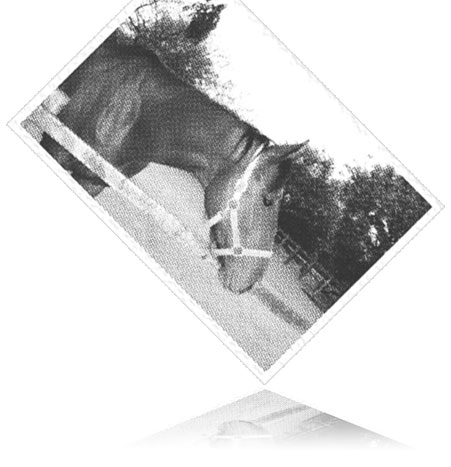 競走馬を救え！プロジェクト