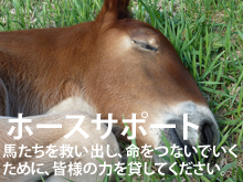 馬たちを救う活動を支援してください